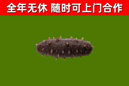 随州市回收海参干